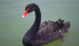 黑天鹅属性爆料最新,不可预测的颠覆性影响解析